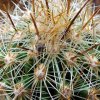 Thelocactus _hastifer _04